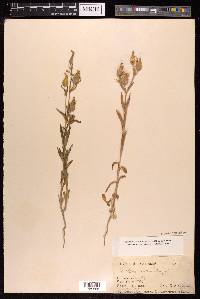 Silene conoidea image