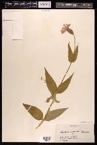 Silene cognata image