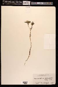 Pseudostellaria heterophylla image