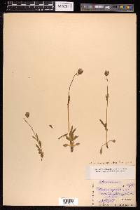 Silene himalayensis image