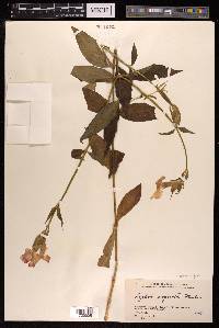 Silene cognata image