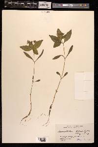 Pseudostellaria heterophylla image