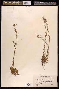 Silene aprica image
