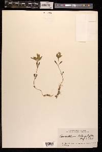 Pseudostellaria heterophylla image