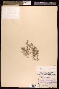 Sagina saginoides image