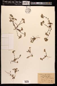 Polycarpaea corymbosa image