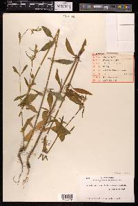Silene firma image