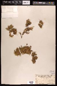 Silene acaulis image