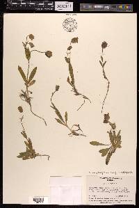 Silene himalayensis image