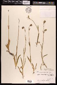 Silene himalayensis image