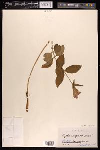 Silene cognata image