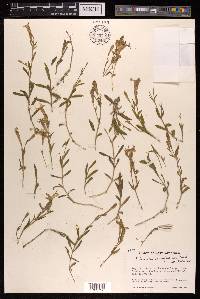Silene moorcroftiana image