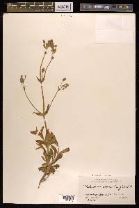 Silene aprica image