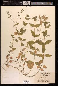 Myosoton aquaticum image