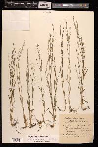 Petrorhagia alpina image