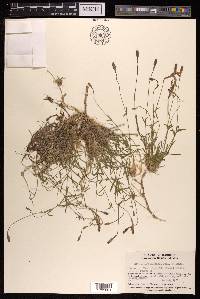 Silene moorcroftiana image