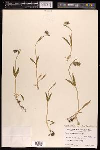 Silene himalayensis image