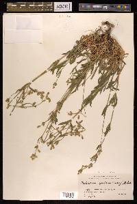 Silene aprica image