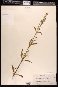 Silene firma image