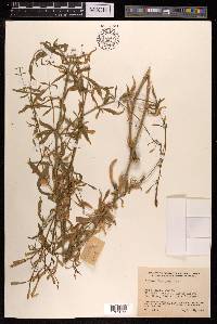 Silene fortunei image