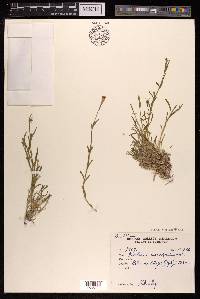 Silene moorcroftiana image
