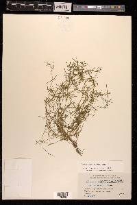 Sagina japonica image