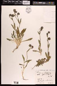 Silene himalayensis image
