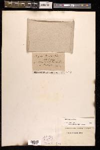 Sagina maritima image