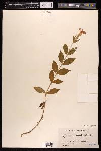 Silene cognata image