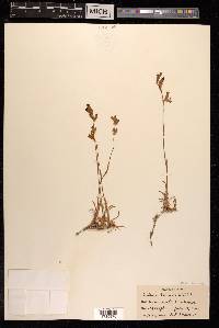 Silene tenuis image