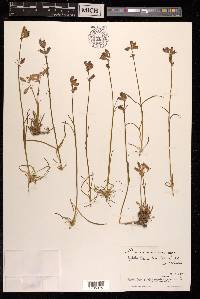 Silene tenuis image