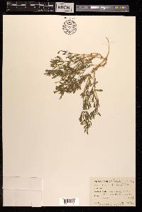 Silene villosa image