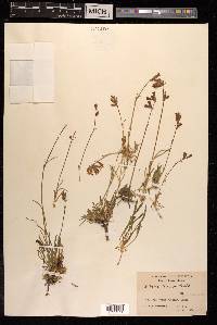 Silene tenuis image
