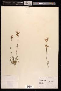 Silene tenuis image