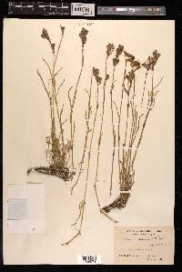 Silene tenuis image