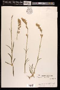 Silene tenuis image