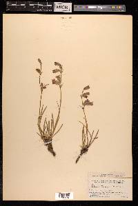 Silene tenuis image