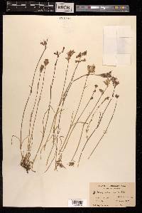 Silene tenuis image