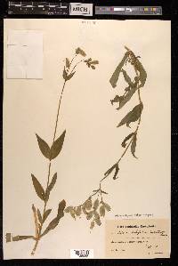 Silene vulgaris image