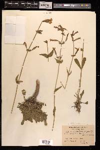 Silene viscosa image