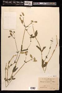Silene vulgaris image