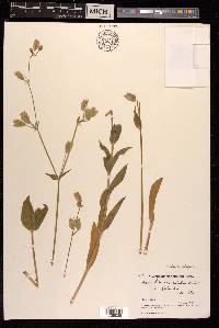 Silene vulgaris image