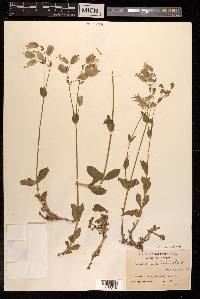 Silene vulgaris image