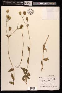 Silene vulgaris image