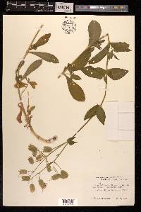 Silene vulgaris image