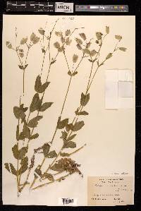 Silene vulgaris image