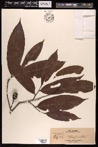 Polyalthia lateriflora image