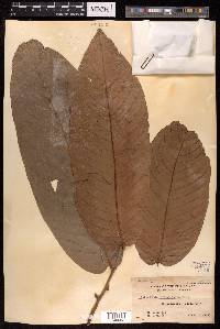 Enicosanthum grandifolium image