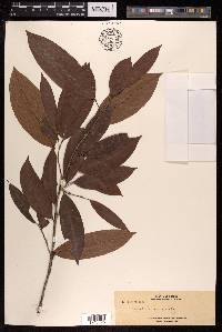 Polyalthia cauliflora image