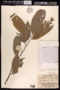 Polyalthia laui image